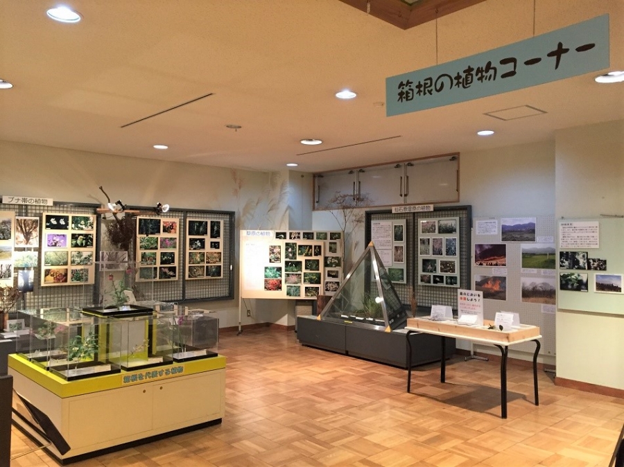 箱根の植物コーナー