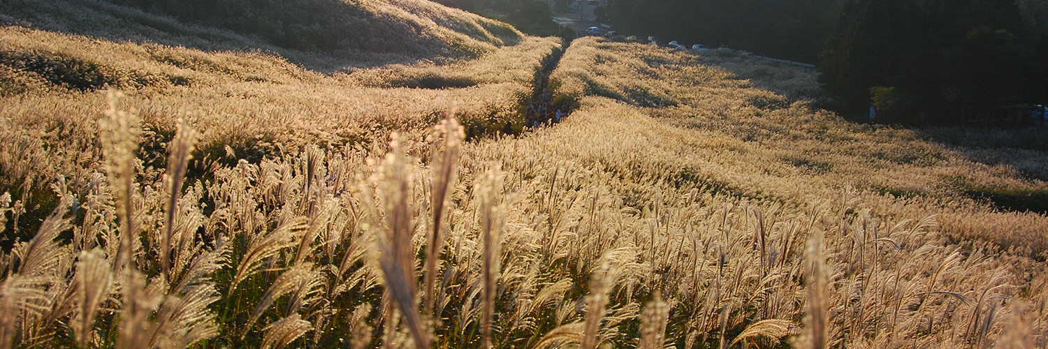 箱根のすすき草原の楽しみ方|箱根町観光協会公式サイト 温泉・旅館