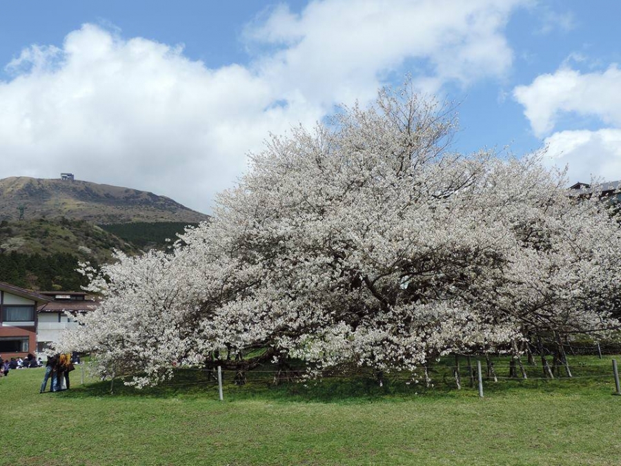 箱根園の巨大な桜はこれからです 箱根町観光協会公式サイト 温泉 旅館 ホテル 観光情報満載