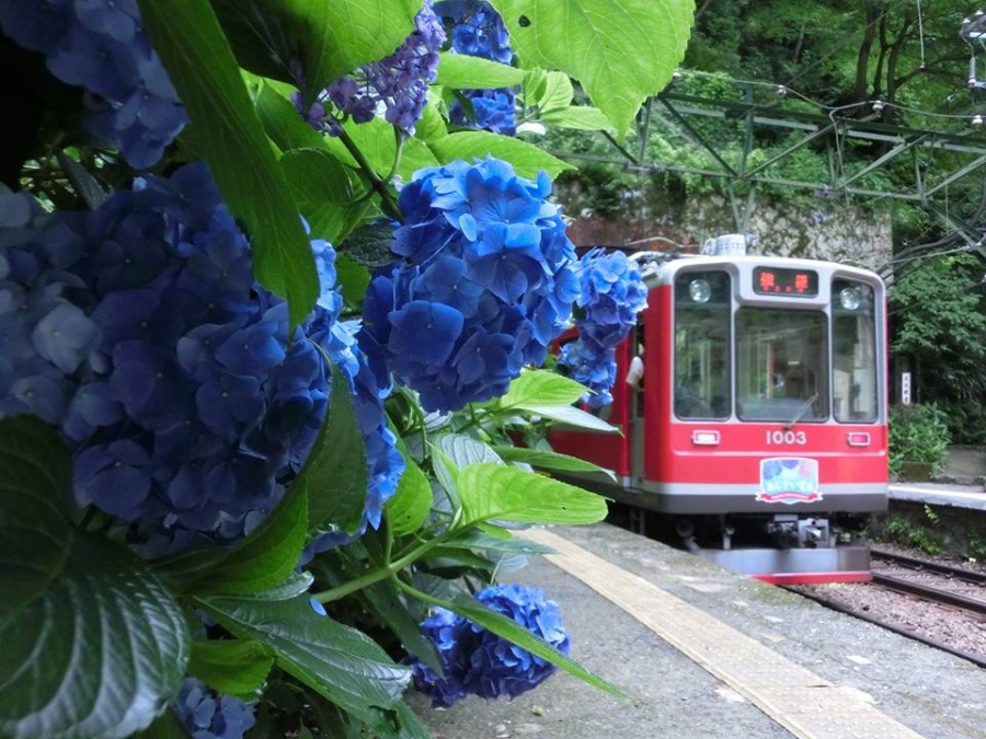 今年も走ります あじさい電車 箱根町観光協会公式サイト 温泉 旅館 ホテル 観光情報満載