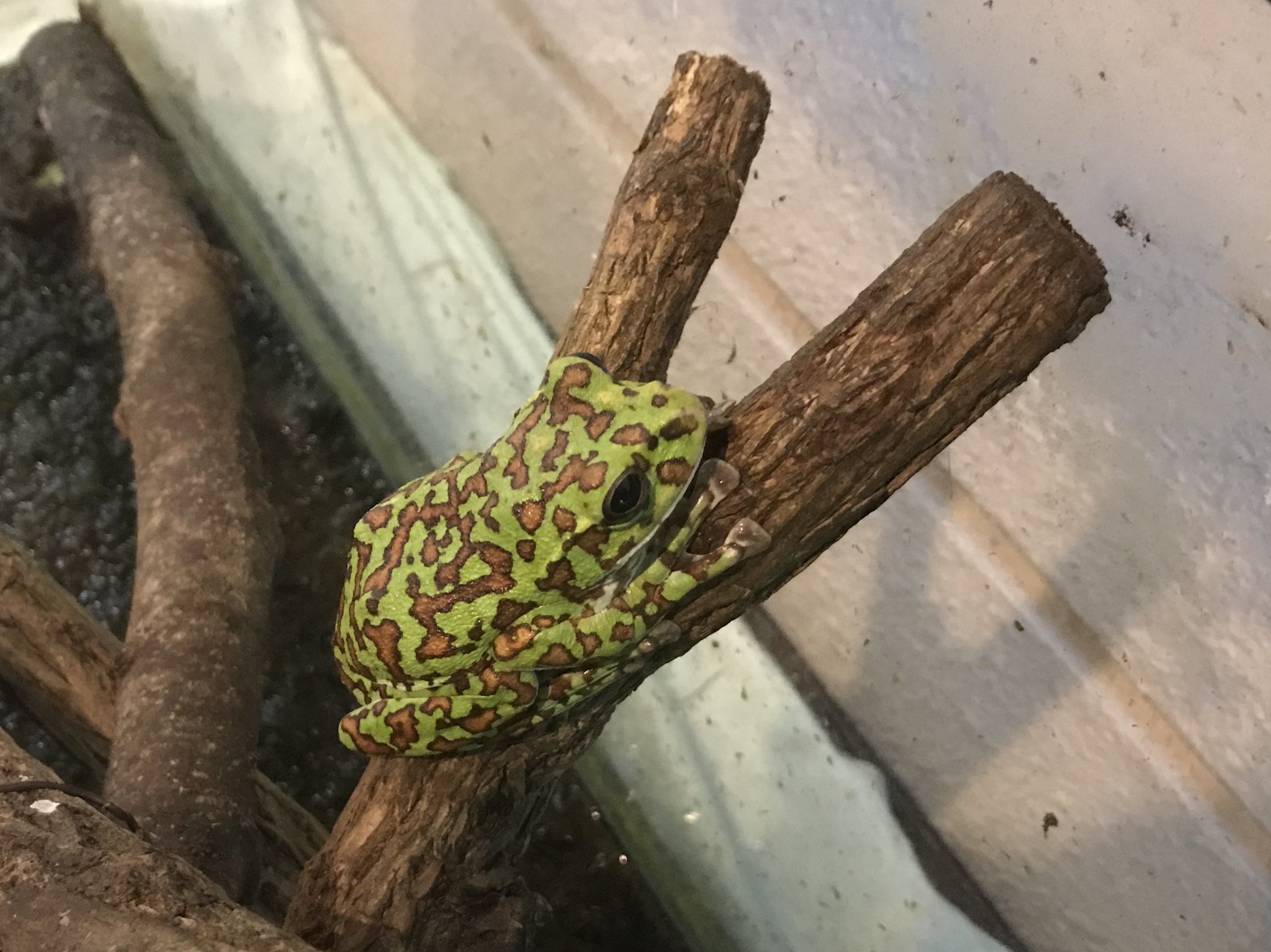 カエルとカタツムリ展 梅雨の自然観察 箱根町立 森のふれあい館